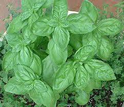 basil oil