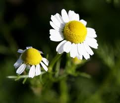 chamomile oil