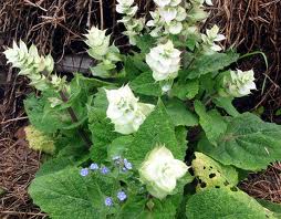 clary sage oil