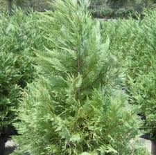 cypress oil