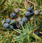 juniper oil