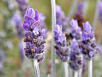 lavender oil