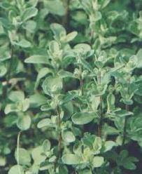 marjoram oil