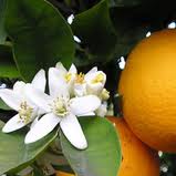 neroli oil