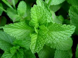 peppermint oil