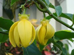 ylang ylang oil